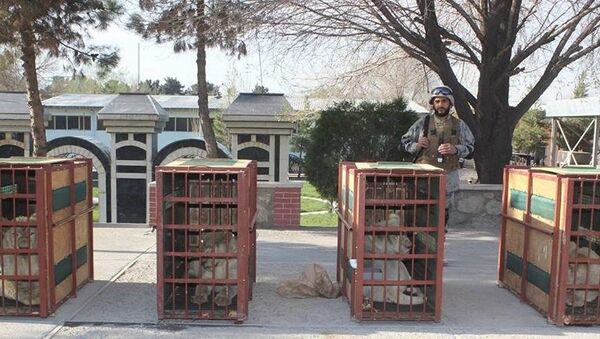 چهار قلاده شیر قاچاق شده به باغ وحش کابل تحویل داده شد - اسپوتنیک افغانستان  