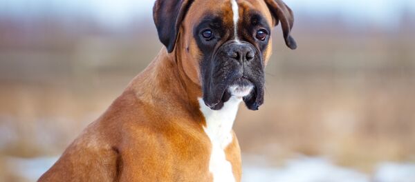 در نایجریا یک سگ فداکار مانع حمله انتحاری شد - اسپوتنیک افغانستان  