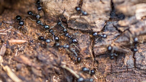 وزن مورچه‌های روی زمین بیشتر از وزن تمام انسان‌ها است - اسپوتنیک افغانستان  