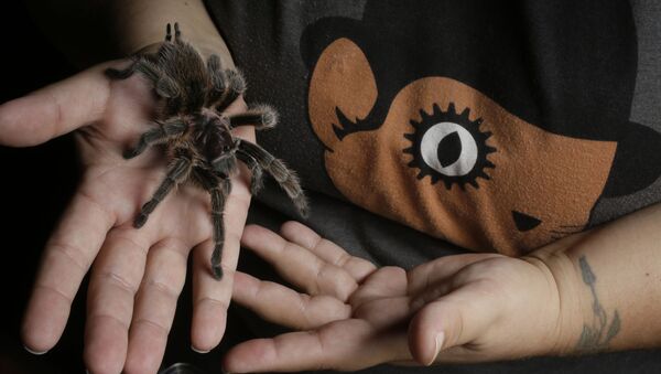 Один из 50 тарантулов в доме жительницы Лос-Анджелеса - اسپوتنیک افغانستان  