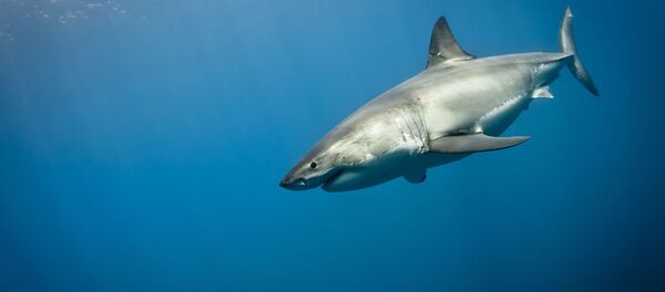 Большая белая акула - اسپوتنیک افغانستان  
