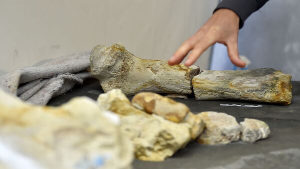 در فرانسه بقایای خزنده‌ی که 90 میلیون سال قبل زندگی می‌کرد، کشف شده است - اسپوتنیک افغانستان  