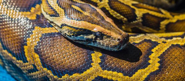 بلعیده شدن باورنکردنی بز 40کیلویی توسط مار پیتون +ویدیو بلعیده شدن باورنکردنی بز 40کیلویی توسط مار پیتون +ویدیو - اسپوتنیک افغانستان