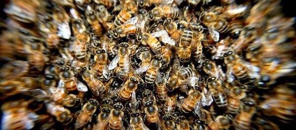 حمله هزاران زنبور به مرکز لندن+ ویدیو - اسپوتنیک افغانستان  