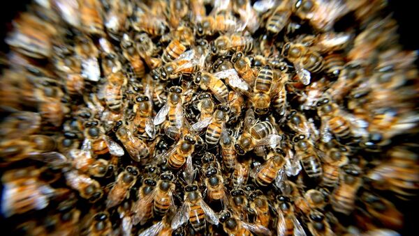 حمله هزاران زنبور به مرکز لندن+ ویدیو - اسپوتنیک افغانستان  