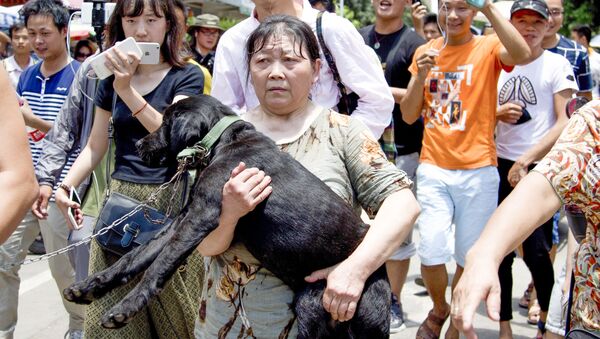 در چین گوشت سگ خوردن در جشنواره گوشت سگ ممنوع شد - اسپوتنیک افغانستان  