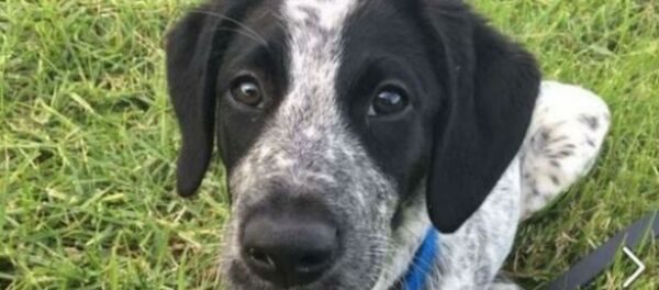 Grizz the Dog Grizz the Dog - اسپوتنیک افغانستان