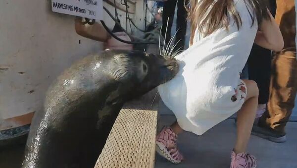 Killer Sea lion drags girl into Steveston waters - اسپوتنیک افغانستان  