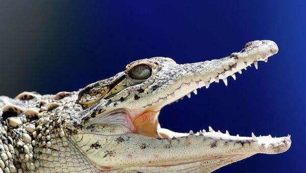 A young Cuban crocodile opens its jaws in a quarantined enclosure at the National Zoo in Havana, Cuba - اسپوتنیک افغانستان  