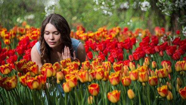 از بین بردن ۱۴۰ میلیون گل لاله در هالند بخاطر کرونا ویروس - اسپوتنیک افغانستان  