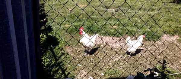 Rooster’s Morning Crow Loses Steam - اسپوتنیک افغانستان  