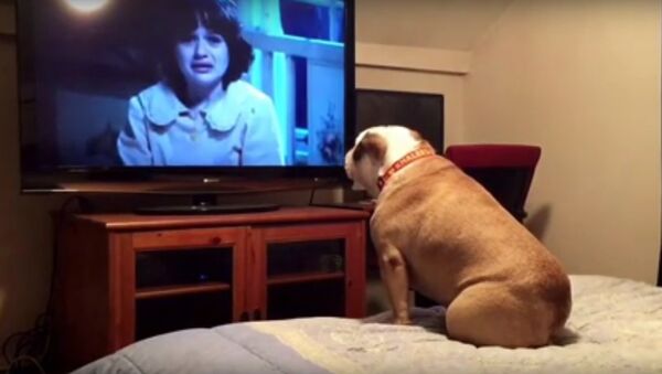 Bulldog watches a horror movie, does something INCREDIBLE during scary scene - اسپوتنیک افغانستان  