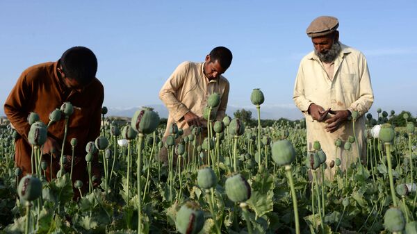 سیگار: افغانستان هنوز هم یکی از بزرگترین تولید کنندگان مواد مخدر است - اسپوتنیک افغانستان  