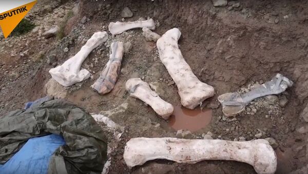 The Remains Of A Dinosaur Found By Spanish Paleontologists - اسپوتنیک افغانستان  