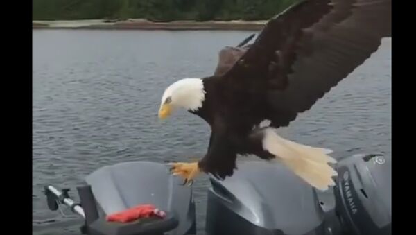 WOW! Up Close and Personal with a Bald Eagle - اسپوتنیک افغانستان  