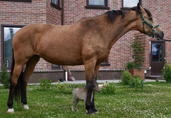 کوچکترین اسب جهان - اسپوتنیک افغانستان  