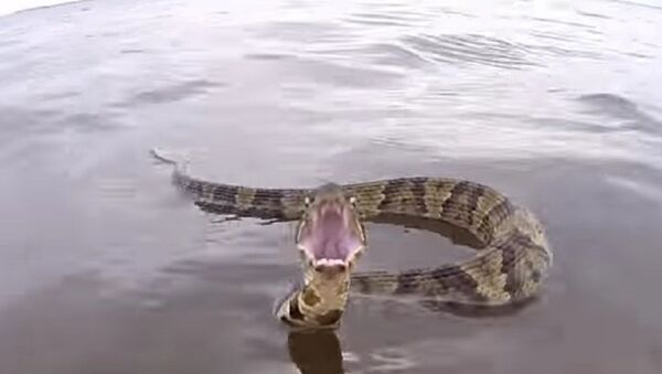 Large aquatic snake chases boat - اسپوتنیک افغانستان  