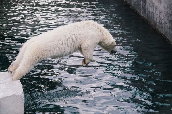 خرس سفید در باغ وحش مسکو - اسپوتنیک افغانستان  