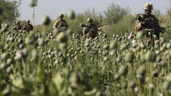 نقش امریکا در تولید مواد مخدر در افغانستان - اسپوتنیک افغانستان  
