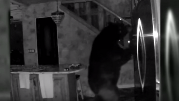 خرس در جستجوی غذا ۵ ساعت را در آشپزخانه سپری کرد + ویدیو - اسپوتنیک افغانستان  