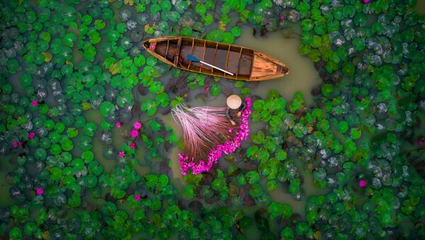 عکس: Waterlily, Vietnam – عکاس: Helios1412 - اسپوتنیک افغانستان  