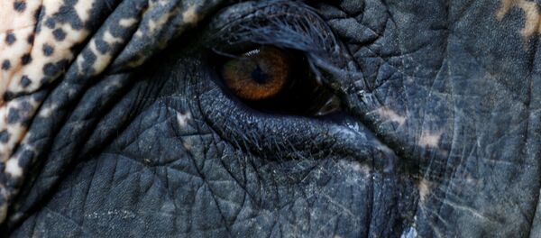 کشف ژن زامبی برای دفاع ازابتلا به سرطان - اسپوتنیک افغانستان  