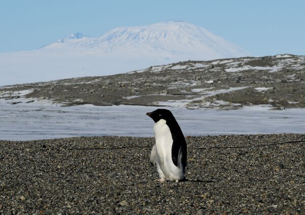پنگوئن  در نزدیکی ایستگاه تحقیقات درنیو هاربر قطب جنوب - اسپوتنیک افغانستان  