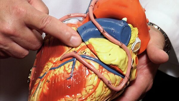 A doctor uses a model of the human heart to point out one of the three major coronary arteries, the one sometimes called the widowmaker. - اسپوتنیک افغانستان  