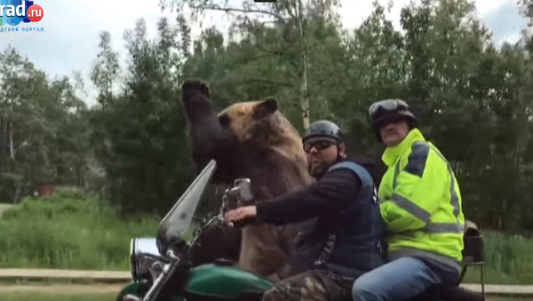 خرس سوار بر موتورسیکلت + ویدیو - اسپوتنیک افغانستان  