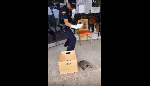 ترس پولیس امریکا از سنگ پشت + ویدیو ترس پولیس امریکا از سنگ پشت + ویدیو - اسپوتنیک افغانستان