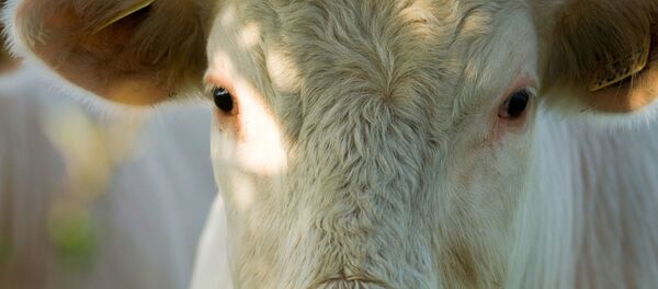 گاو ها میتوانند بشریت را از ایدزنجات دهند گاو ها میتوانند بشریت را از ایدزنجات دهند - اسپوتنیک افغانستان