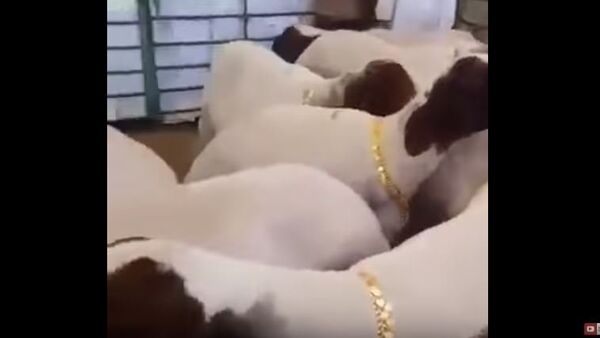 گردن بند طلای برای گوسفندان و بزهای شاهزاده عربستان سعودی - اسپوتنیک افغانستان  
