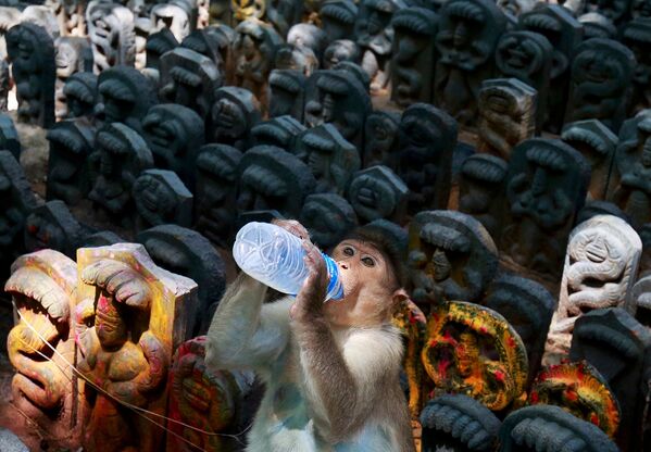 میمون در طول جشنواره نگ در بنگلور در هند - اسپوتنیک افغانستان  