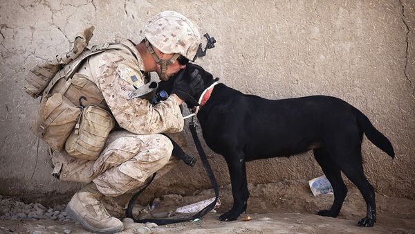 A soldier kissing a dog - اسپوتنیک افغانستان  