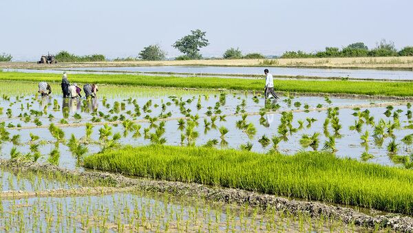 افزایش کشت و تولید برنج در ۱۸ ولایت افغانستان - اسپوتنیک افغانستان  
