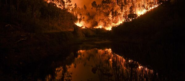 بیشترین آتش سوزی در زمین در سال 2017 رخ داده است بیشترین آتش سوزی در زمین در سال 2017 رخ داده است - اسپوتنیک افغانستان
