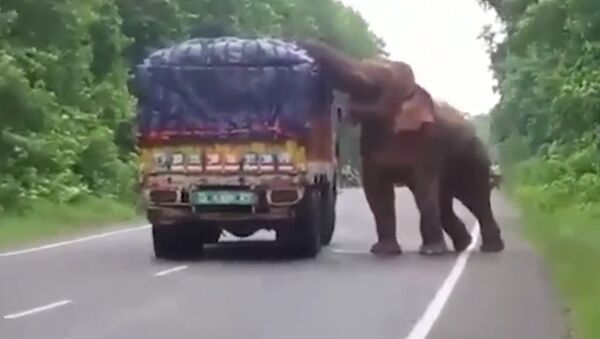 Elephant Stops And Eats Potatoes From Truck On Road - اسپوتنیک افغانستان  
