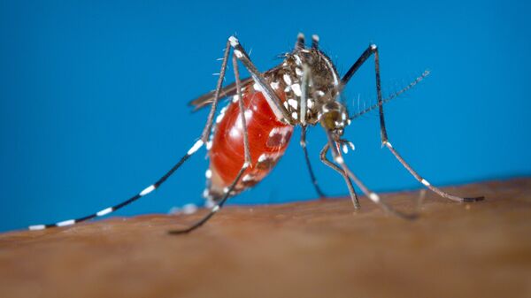 الجزیره (قطر): آیا میتوان به کرونا ویروس از طریق گزیدن پشه مبتلا شد؟ - اسپوتنیک افغانستان  