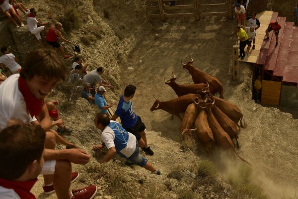 شهروندان در حال تلاش برای گرفتن گاوها و ارسال آنها  به جشنواره سنت استبان مقدس اسپانیا - اسپوتنیک افغانستان  