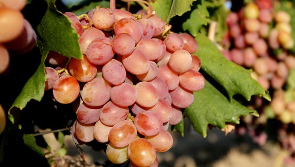 افزایش ۱۰ درصدی تولیدات انگور در هلمند و تلاش برای جایگزینی کوکنار - اسپوتنیک افغانستان  