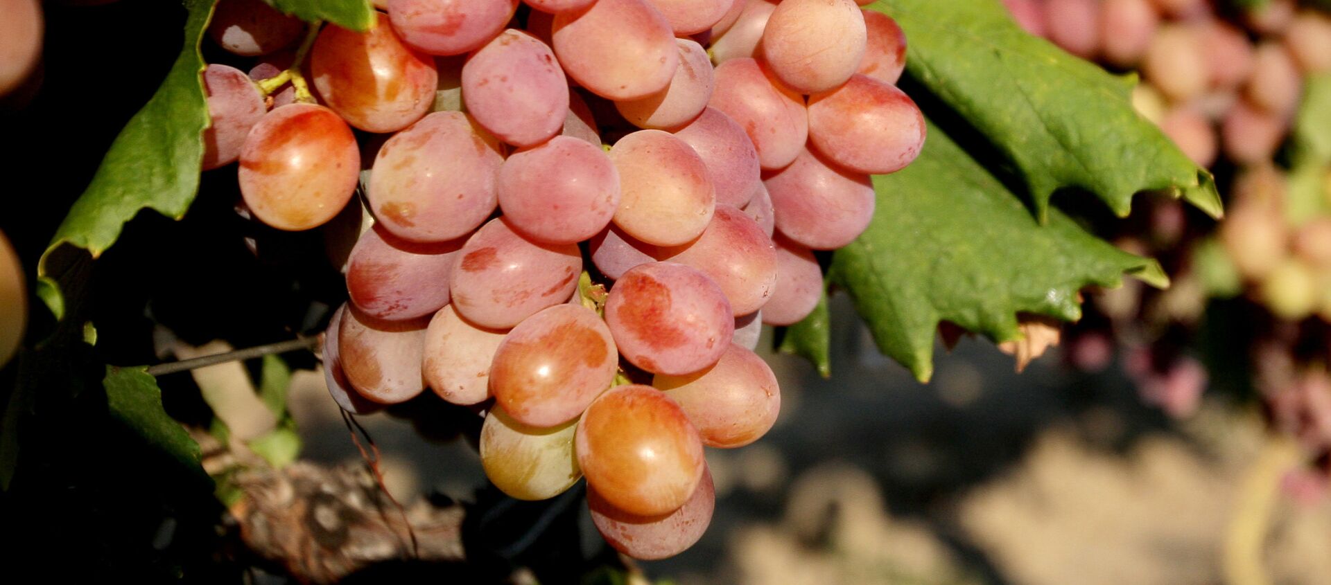 افزایش ۱۰ درصدی تولیدات انگور در هلمند و تلاش برای جایگزینی کوکنار - اسپوتنیک افغانستان  , 1920, 18.07.2019
