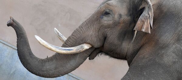 Слон в Московском зоопарке Слон в Московском зоопарке - اسپوتنیک افغانستان