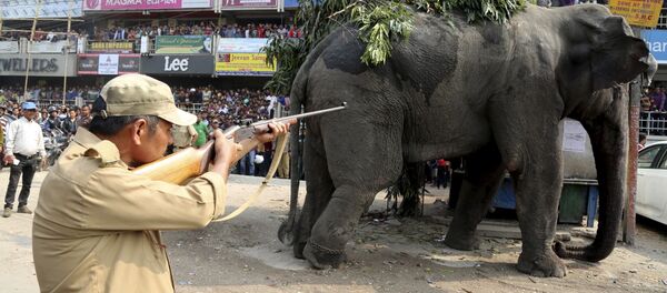 Лесник пытается усыпить слона, прогуливающегося на улице индийского города Силигури - اسپوتنیک افغانستان  