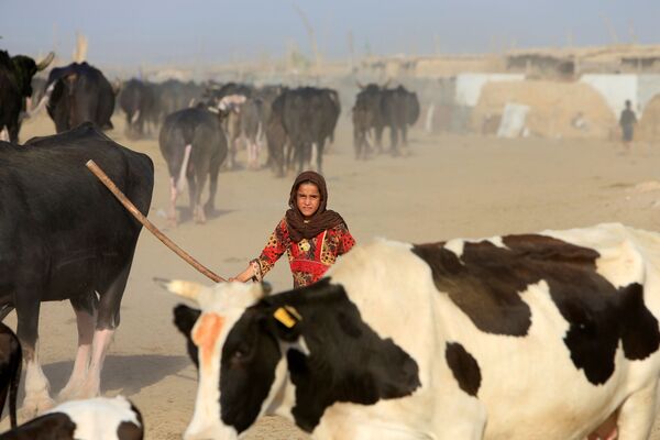 دختر عراقی در نزدیکی رود فرات در شهر نجف عراق - اسپوتنیک افغانستان  