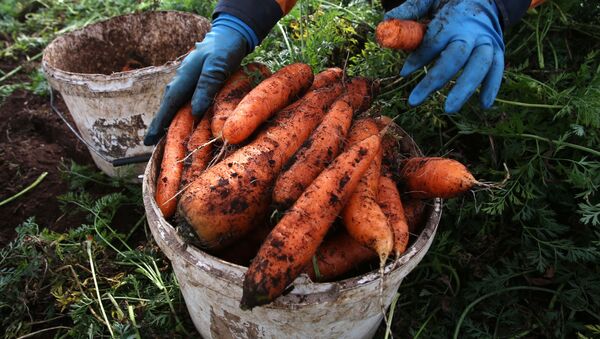Сбор урожая моркови - اسپوتنیک افغانستان  