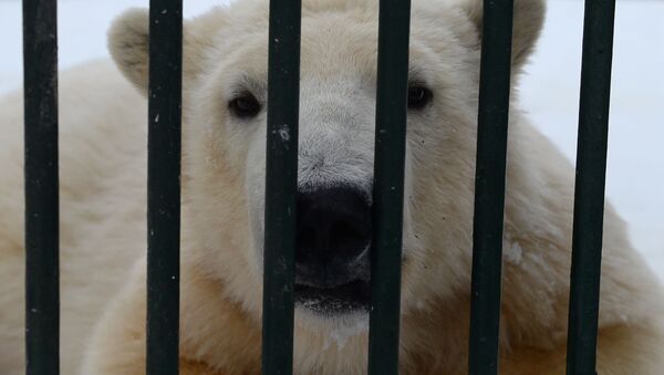 کارمند باغ وحش مسکو خرس را با جارو راند - اسپوتنیک افغانستان  