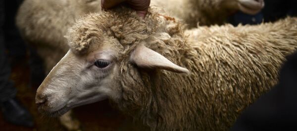 مقامات محلی سرپل: طالبان ۱۰۰ راس گوسفند را دزدیده اند - اسپوتنیک افغانستان  