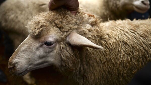 گوسفندان کوچی‌ها، درب پارلمان افغانستان را بستند - اسپوتنیک افغانستان  