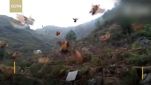 Farmer whistles and his chickens fly down for the feast - اسپوتنیک افغانستان  