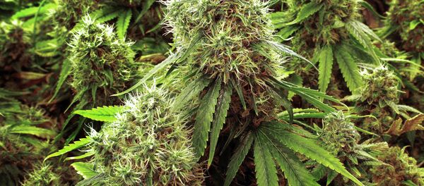 حمایت بی‌سابقۀ امریکایی‌ها از قانونی‌شدن ماریجوانا - اسپوتنیک افغانستان  